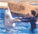This is the third of four thumbnail photos of me swimming with and stroking a dolphin